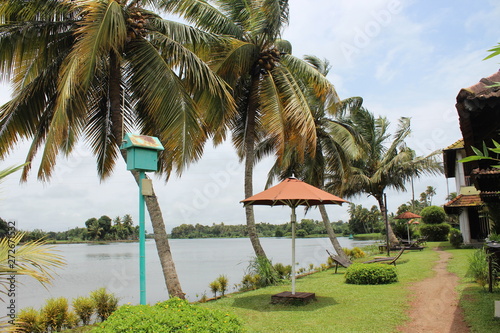 palm trees on the river