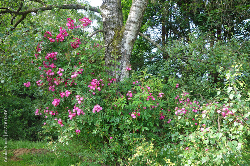 ramblerros maria lisa