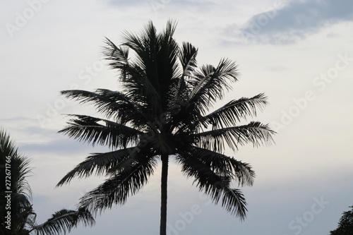 palm tree against blue sky with clouds