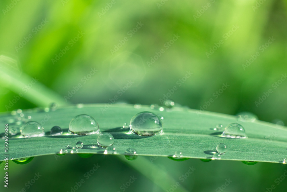 Water drops on green leaves have a green background. Water drops on green leaves have a green background.