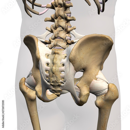 Pelvic and Hip Ligaments, Posterior View on White photo