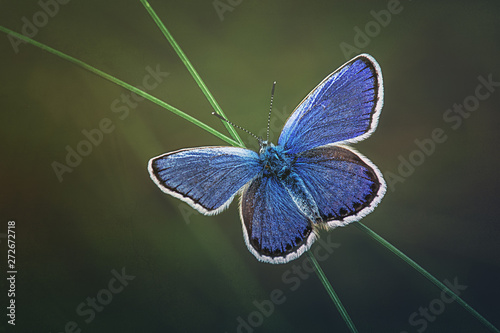 Silver-studded Blue Butterfly (Plebejus argus) perching on a blade of grass with its wings open