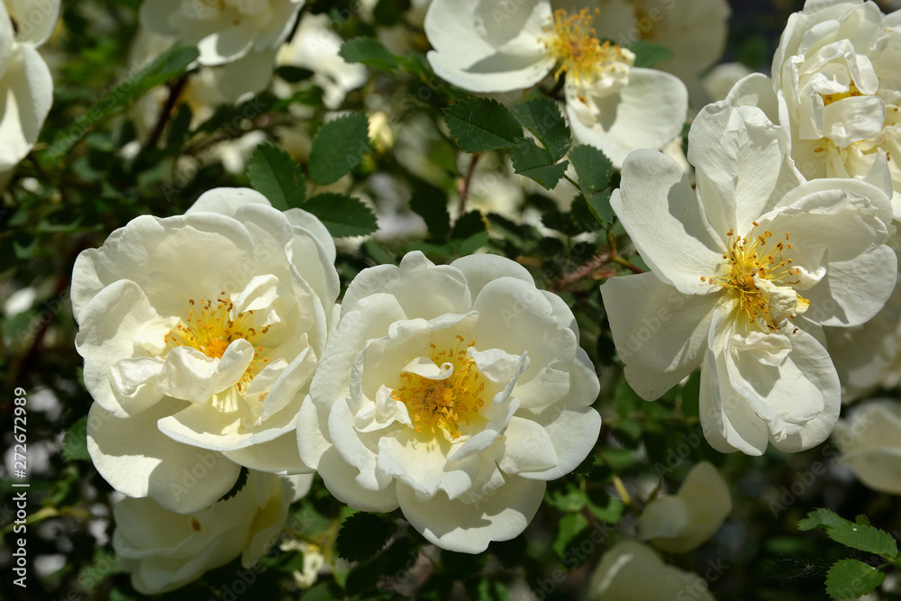 White flowers of wild rose against the background of green leaves. Spring flowering White flowers of wild rose against the background of green leaves. Spring flowering