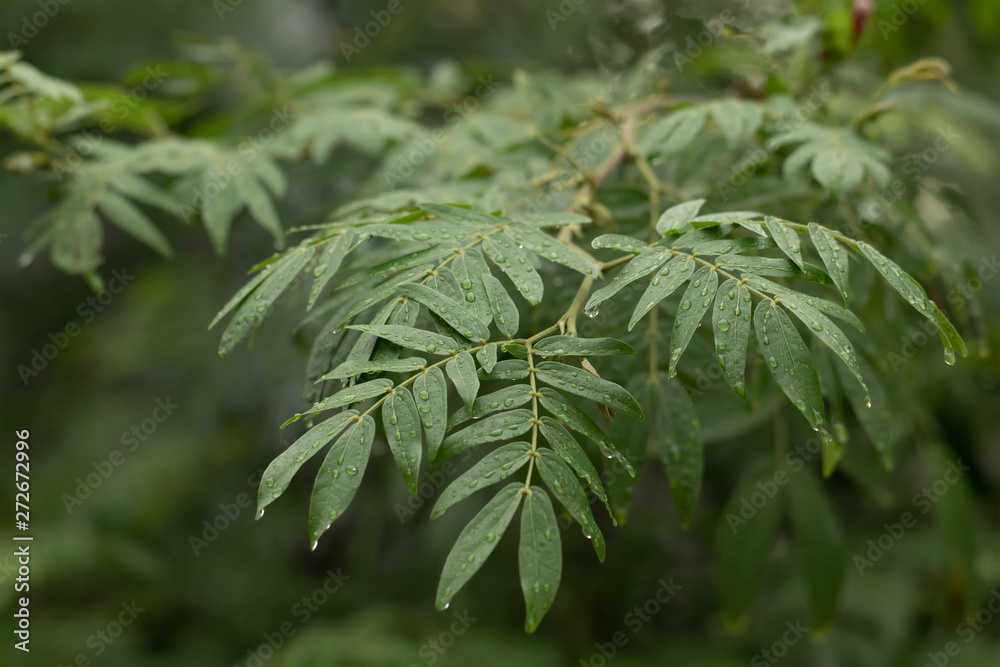 Fresh green leaves with rain water drops. Closeup of fresh green leaves with rain water drops Fresh green leaves with rain water drops. Closeup of fresh green leaves with rain water drops