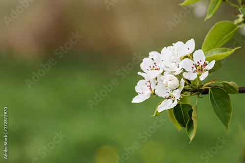 White pear blossoms on a branch closeup on blurry background