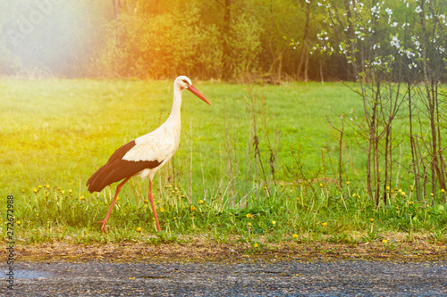 White stork Ciconia ciconia walking in the woods with glow photo