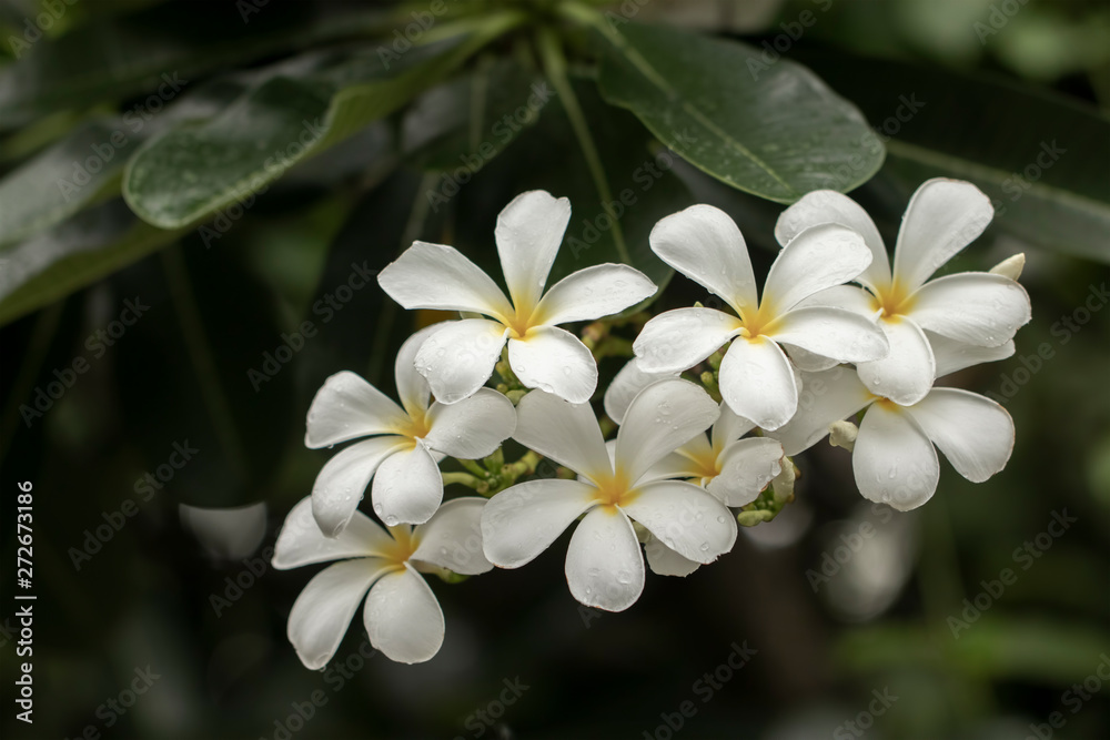 Beautiful white plumeria flowers. Beautiful white plumeria flowers in the garden Beautiful white plumeria flowers. Beautiful white plumeria flowers in the garden