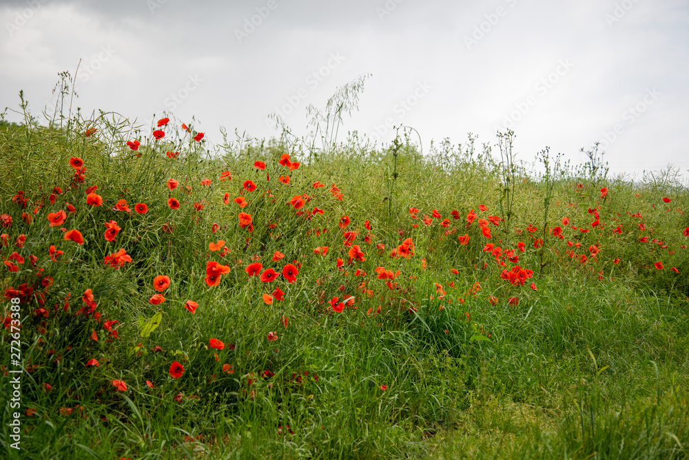 Champ de coquelicots dordogne