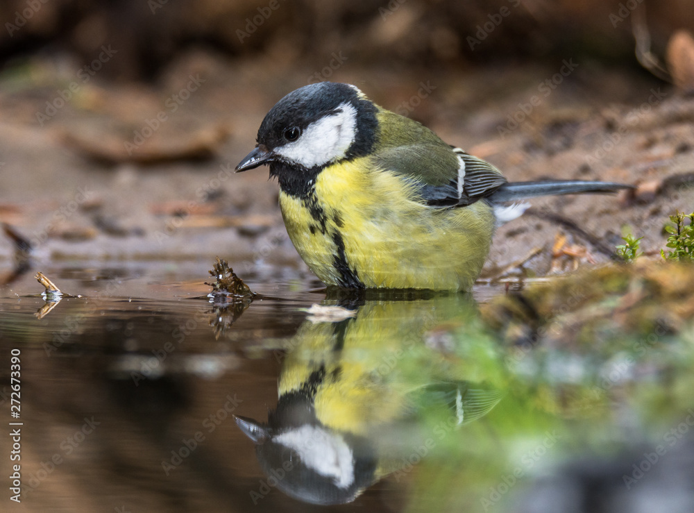 Obraz premium tomtit