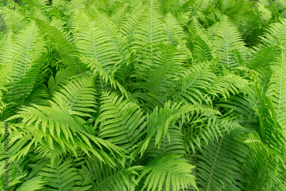 green fern background in the forest jungle green fern background in the forest jungle