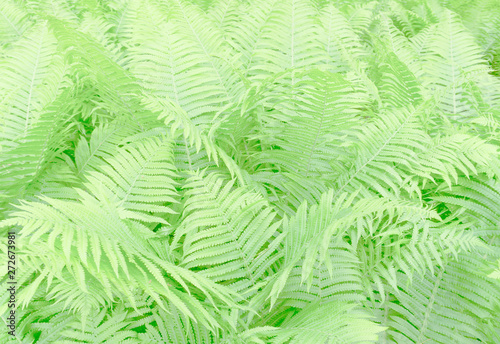 green fern background in the forest jungle