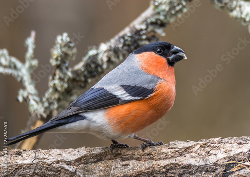 Canvastavla Bullfinch