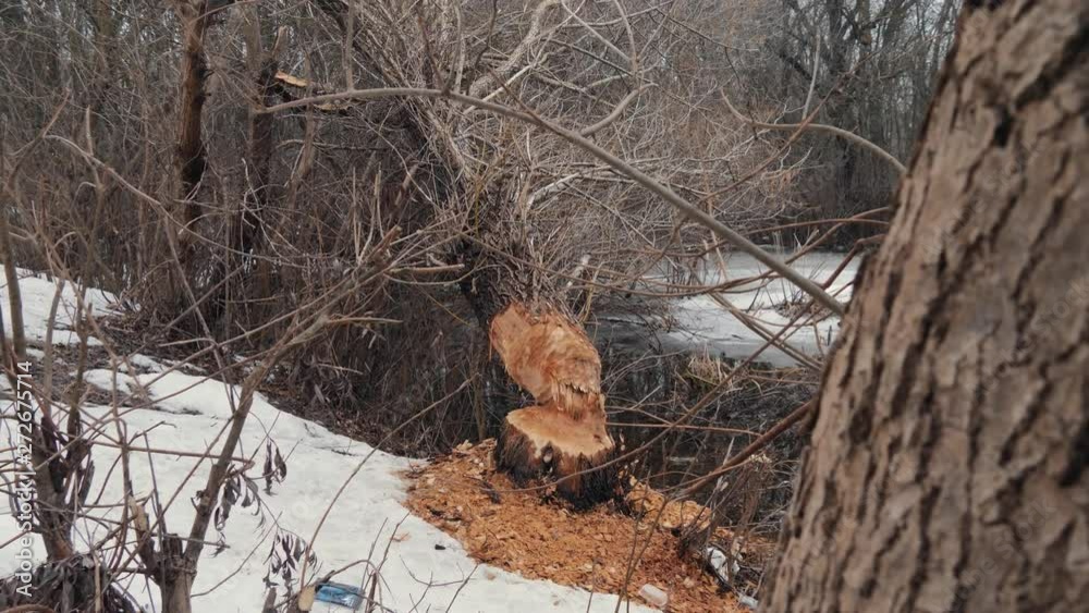 A tree was torn down by a beaver on the shore of a reservoir. Beaver traces A tree was torn down by a beaver on the shore of a reservoir. Beaver traces