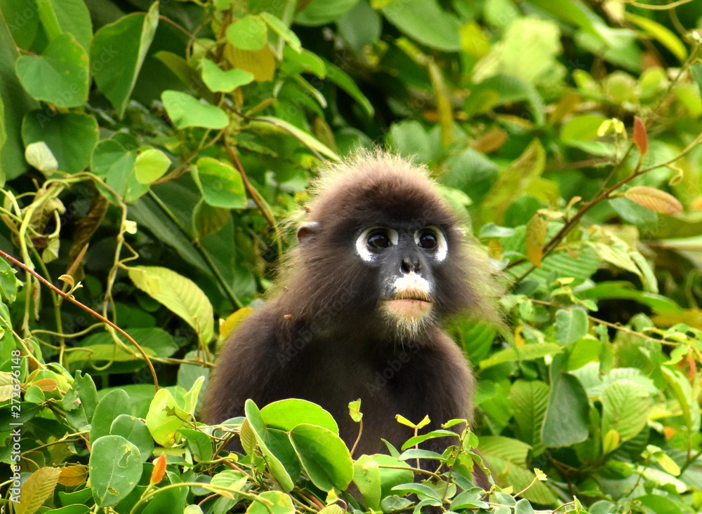 Cute leaf monkey sitting in a tree