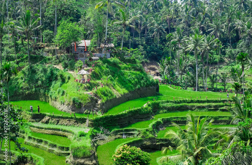 Rice fields in the jungle in Bali, Indonesia