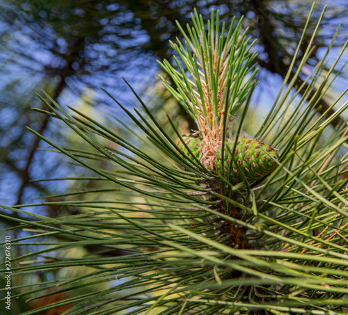 Green pine branches with cones. Pine forest, clean air, ozone. The concept of environmental problems .