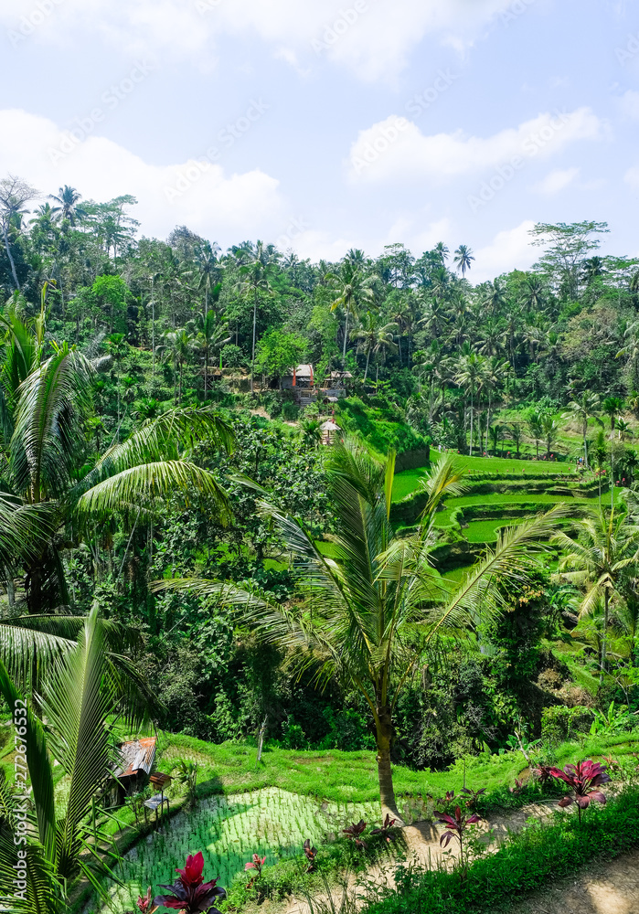 Rice fields in the jungle in Bali, Indonesia Rice fields in the jungle in Bali, Indonesia
