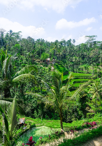 Rice fields in the jungle in Bali, Indonesia