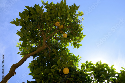 Grapefruit tree - Citrus X paradisi. photo