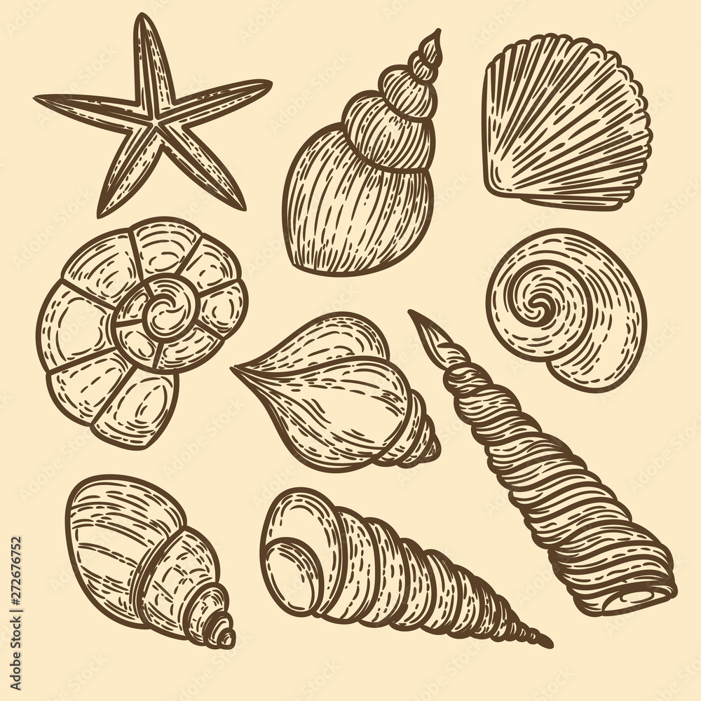 Vector hand drawn set of seashells in the engraving vintage style. Vector hand drawn set of seashells in the engraving vintage style.