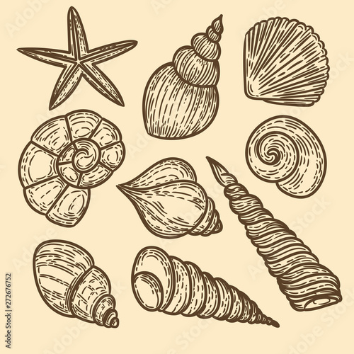 Vector hand drawn set of seashells in the engraving vintage style. 