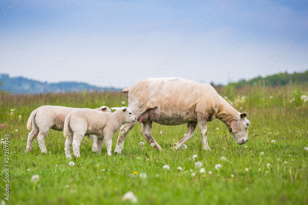 Obraz premium Texel ewe female sheep with newborn lamb in lush green meadow in Spring Time.