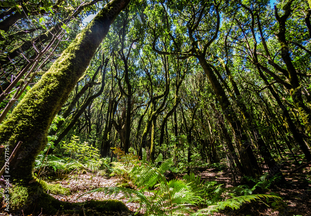 Scenery of a fairytale magical forest of El Cedro Forest near Garajonay National Park in La Gomera, Canary Islands, Spain
