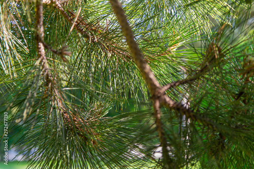 Green pine branches with cones. Pine forest, clean air, ozone. The concept of environmental problems .