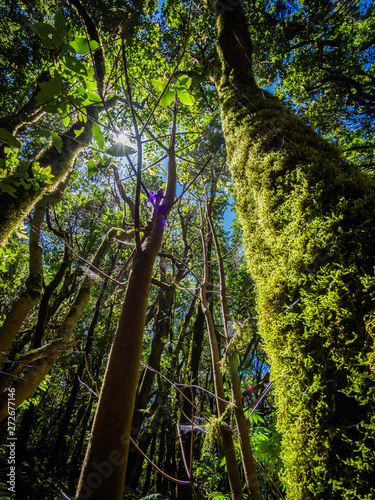 Scenery of a fairytale magical forest of El Cedro Forest near Garajonay National Park in La Gomera, Canary Islands, Spain