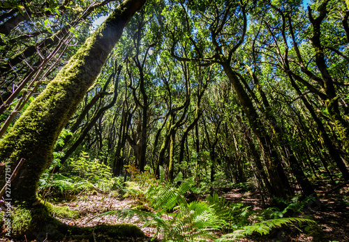 Obraz na płótnie Scenery of a fairytale magical forest of El Cedro Forest near Garajonay National Park in La Gomera, Canary Islands, Spain w salonie
