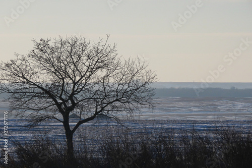 A horizontal photo of a lonely tree standing by it self.