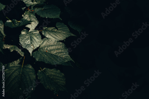 Sharp and jagged leaves in a low light environment – Dark nature background of lush forest vegetation – Beautiful fresh spring flora with detailed texture