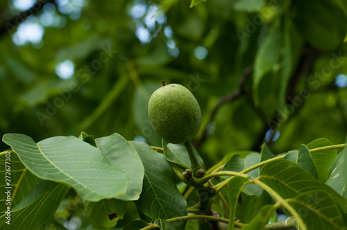 Young nut on the tree. green fruit on the tree