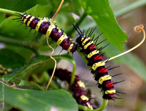 Two colorful caterpillars in a garden