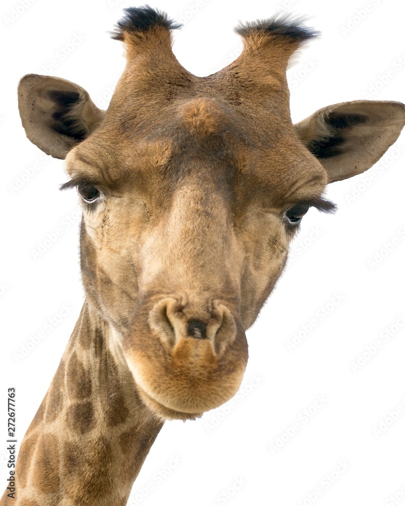 Fototapeta premium Giraffe head face