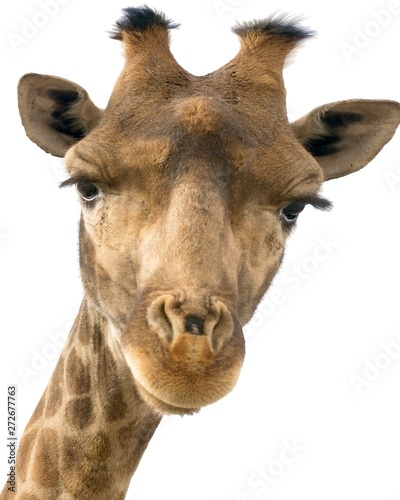 Fototapeta Naklejka Na Ścianę i Meble -  Giraffe head face