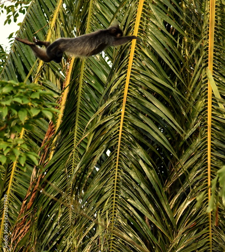 Monkey mid-air jumping from one tree to another