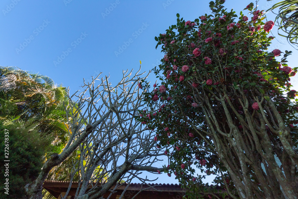 Fototapeta premium Flor 