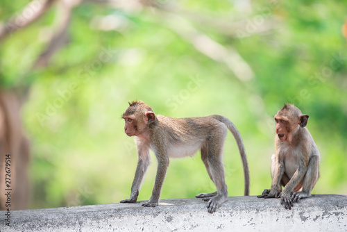 Monkey on the mountain at Chonburi of thailand © reewungjunerr