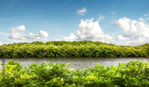 Mangrove forest at coast on blue sky background