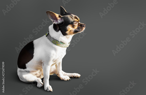 Cute baby dog siting on the floor isolated on grey background with clipping path © fotoslaz