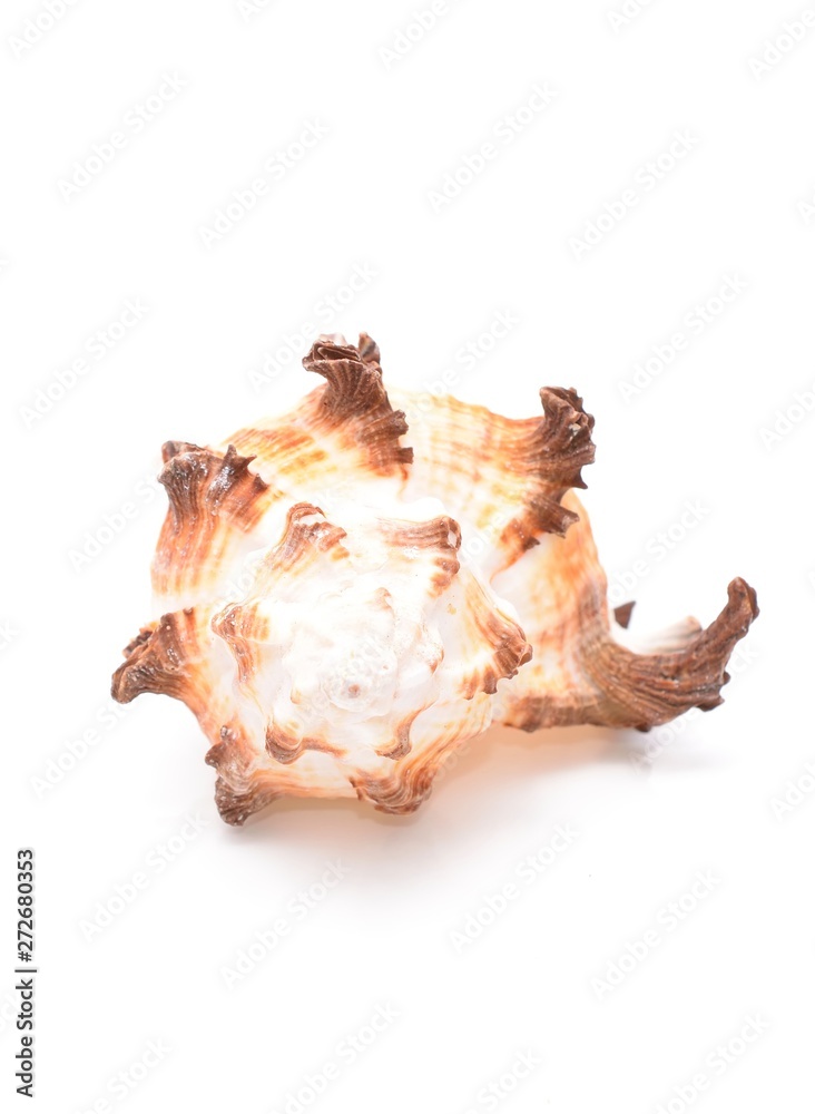 Sea shell isolated on white background Sea shell isolated on white background