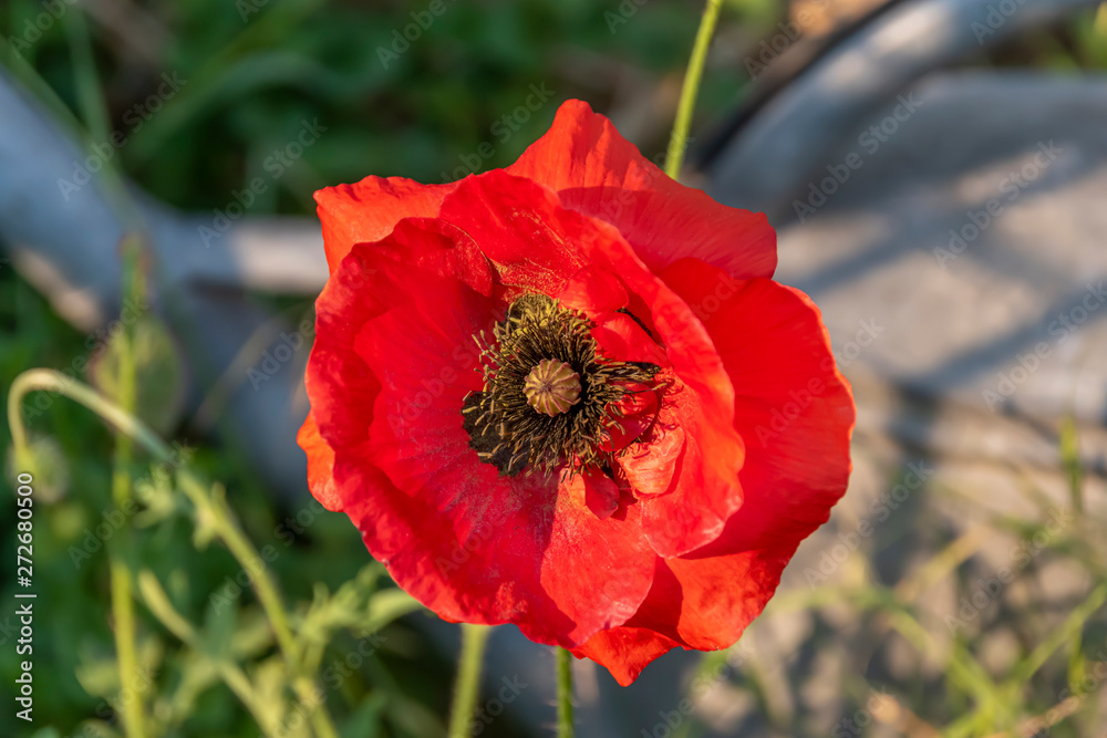 Bright red poppy (Papaver orientale) in the sun. Bright red poppy (Papaver orientale) in the sun.