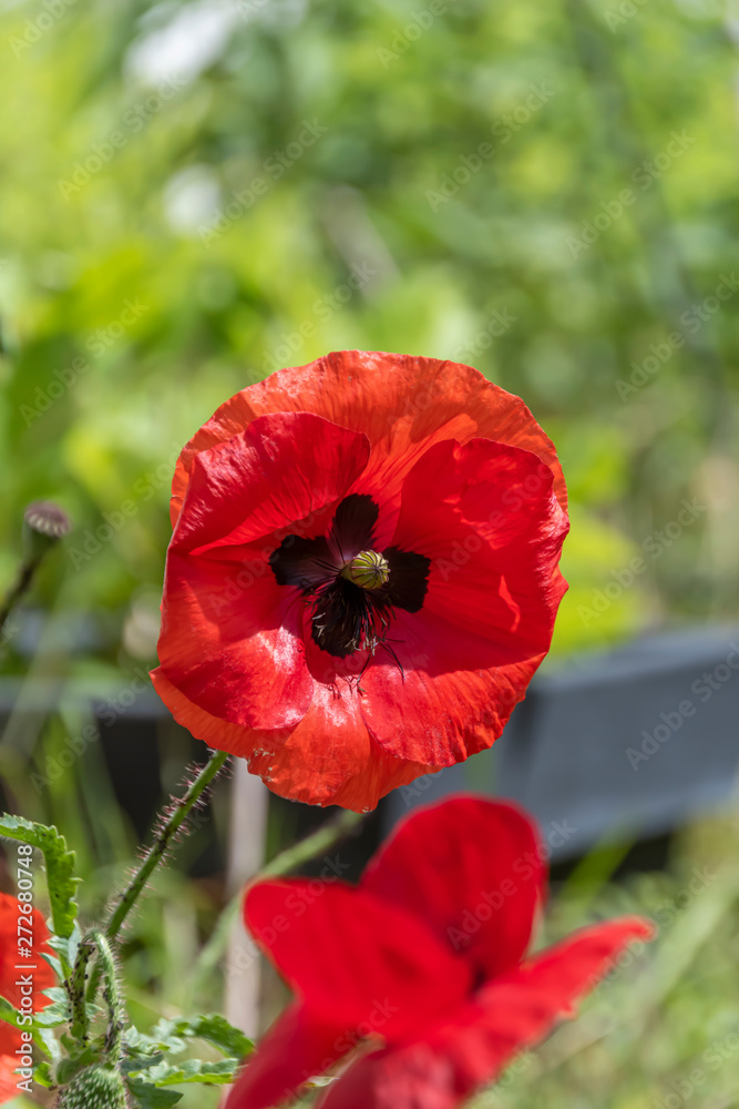 Obraz premium Bright red poppy (Papaver orientale) in the sun.