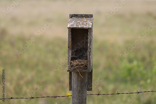 A horizontal photo of a bird house in the pasture.