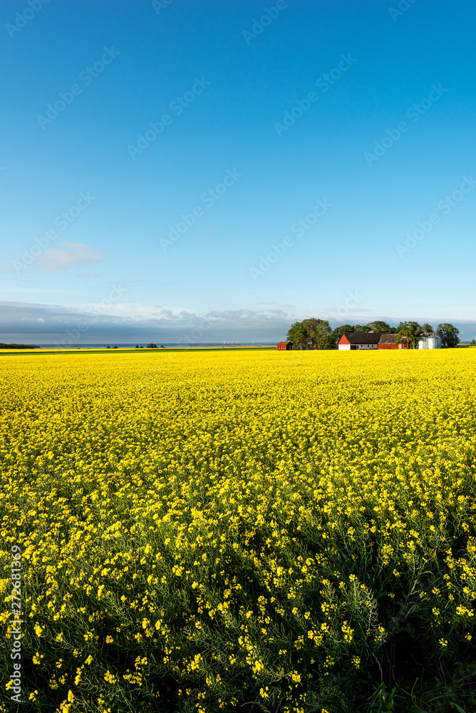 Fototapeta premium Canola field under blue sky