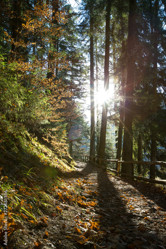 Fototapeta premium Autumn forest on sunny day . autumn leaf