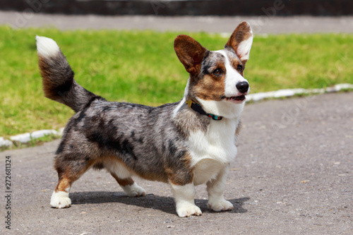 Canvas Print Dog breed Welsh Corgi Cardigan
