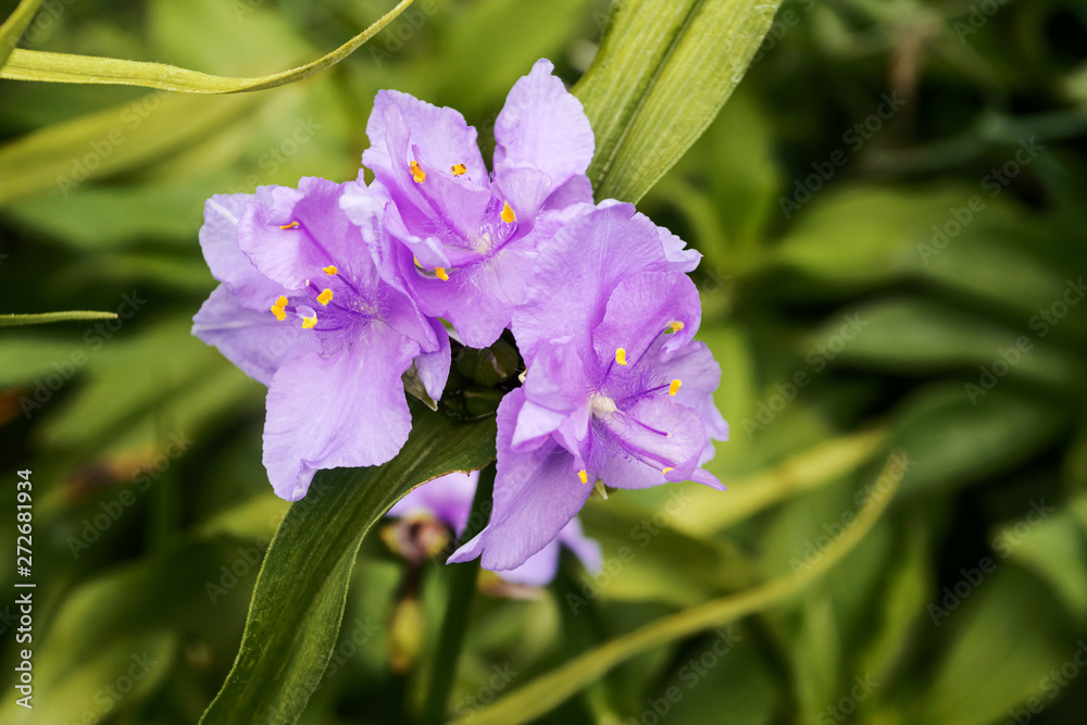 Obraz premium Delicate purple flowers bells on green background. Summer floral background, macro.