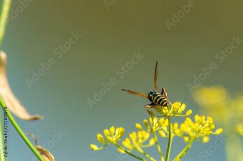 Wasp in flower on Remolar natural reserve in Barcelona, Catalonia, Spain. photo